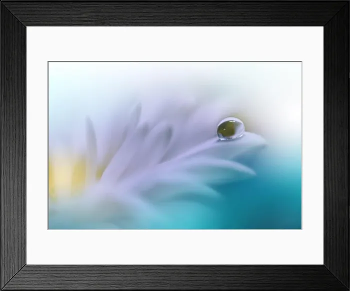 Framed Print : Beautiful Nature Background.Floral Art Design.Abstract Macro Photography.White Flower.White Background.Creative Artistic Wallpaper.Turquoise Color Framed Print : Beautiful Nature Background.Floral Art Design.Abstract Macro Photography.White Flower.White Background.Creative Artistic Wallpaper.Turquoise Color