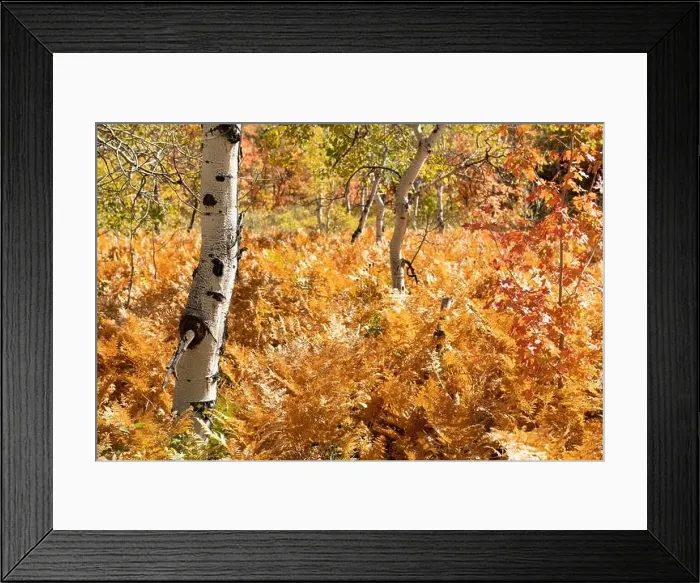 Framed Print : Par City, Utah, USA fall foliage with ferns and birch trees Framed Print : Par City, Utah, USA fall foliage with ferns and birch trees