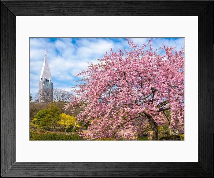 Framed Print : Shinjuku, Japan gardens in the spring season Framed Print : Shinjuku, Japan gardens in the spring season