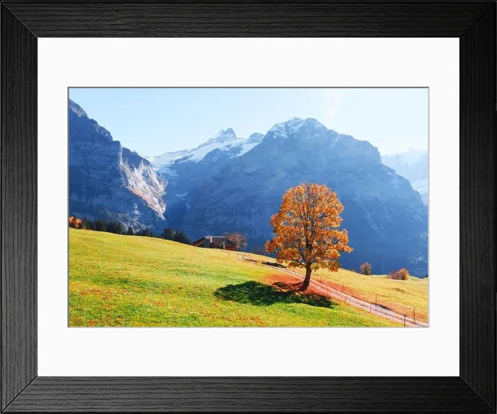 Framed Print : Picturesque autumn landscape with orange tree and green meadow in Grindelwald village in Swiss Alps Framed Print : Picturesque autumn landscape with orange tree and green meadow in Grindelwald village in Swiss Alps