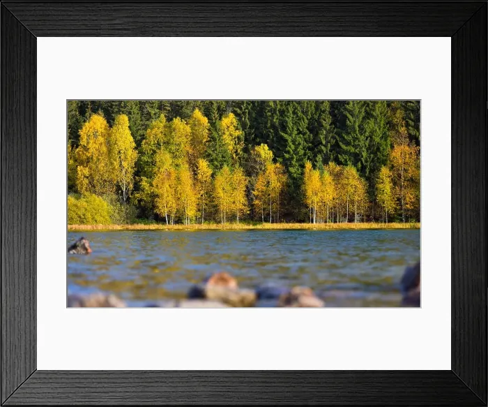 Framed Print : Autumn park landscape. The bright colors of autumn in the park by the lake Framed Print : Autumn park landscape. The bright colors of autumn in the park by the lake