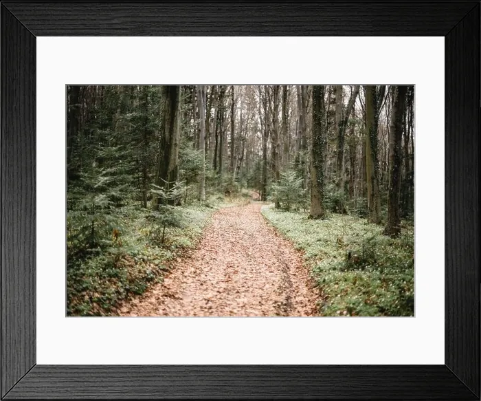 Framed Print : Beautiful evergreen forest with pine trees and trail covered by white anemone flowers. Nature background, landscape photography Framed Print : Beautiful evergreen forest with pine trees and trail covered by white anemone flowers. Nature background, landscape photography