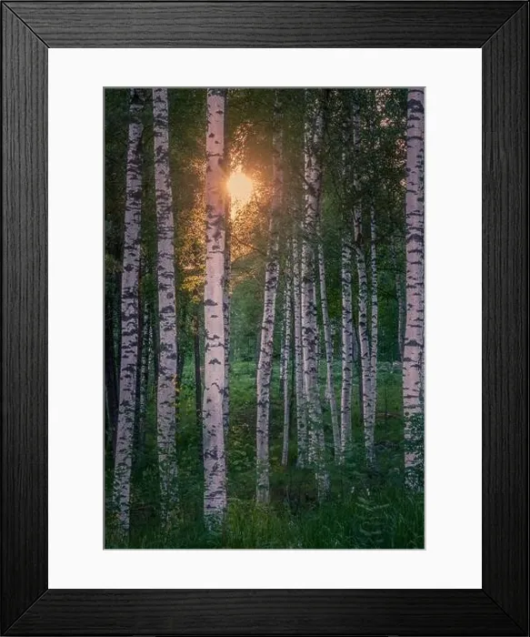 Framed Print : Scenic forest landscape with beautiful sunlight through to forest at summer evening in Finland Framed Print : Scenic forest landscape with beautiful sunlight through to forest at summer evening in Finland