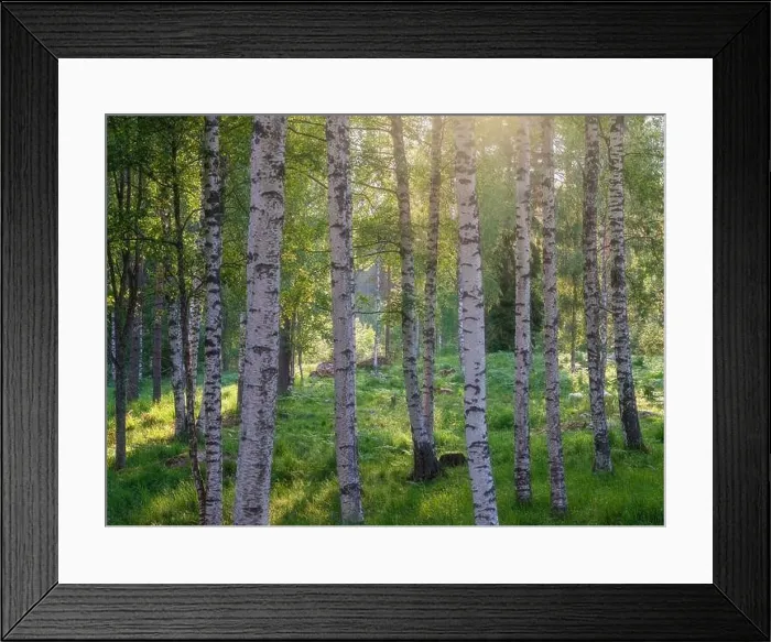 Framed Print : Scenic forest landscape with beautiful sunlight through to forest at summer evening in Finland Framed Print : Scenic forest landscape with beautiful sunlight through to forest at summer evening in Finland