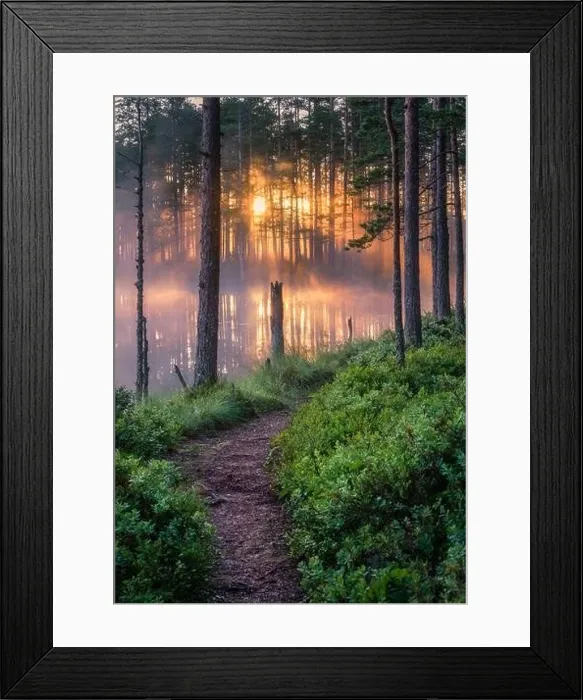 Framed Print : Scenic forest landscape with beautiful misty sunlight through to forest at summer morning in Finland Framed Print : Scenic forest landscape with beautiful misty sunlight through to forest at summer morning in Finland