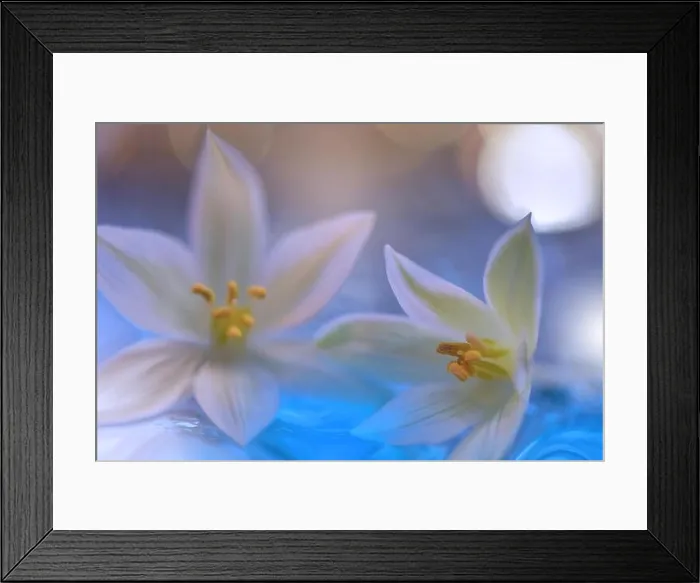 Framed Print : Spring nature blossom web banner or header.Abstract macro.Conceptual Artistic Background.Fantasy design.Colorful Wallpaper.Valentine day.Love.Couple Framed Print : Spring nature blossom web banner or header.Abstract macro.Conceptual Artistic Background.Fantasy design.Colorful Wallpaper.Valentine day.Love.Couple