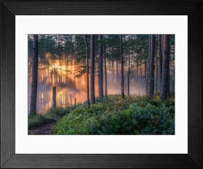 Framed Print : Scenic forest landscape with beautiful misty sunlight through to forest at summer morning in Finland Framed Print : Scenic forest landscape with beautiful misty sunlight through to forest at summer morning in Finland