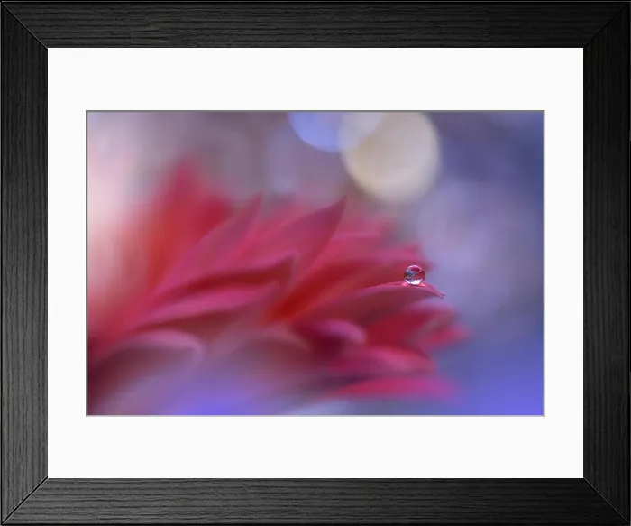 Framed Print : Incredibly beautiful Nature.Art photography.Fantasy design.Creative Background.Amazing Colorful Flowers.Web Banner.Relax.Conceptual abstract image Framed Print : Incredibly beautiful Nature.Art photography.Fantasy design.Creative Background.Amazing Colorful Flowers.Web Banner.Relax.Conceptual abstract image