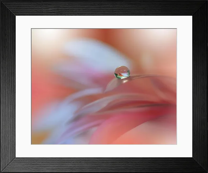 Framed Print : Incredibly beautiful Nature.Art photography.Fantasy design.Creative Background.Amazing Colorful Flowers.Web Banner.Relax.Conceptual abstract image Framed Print : Incredibly beautiful Nature.Art photography.Fantasy design.Creative Background.Amazing Colorful Flowers.Web Banner.Relax.Conceptual abstract image