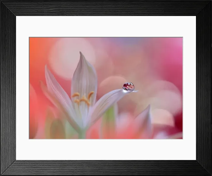 Framed Print : Incredibly beautiful Nature.Art photography.Fantasy design.Creative Background.Amazing Colorful Flowers.Web Banner.Relax.Conceptual abstract image Framed Print : Incredibly beautiful Nature.Art photography.Fantasy design.Creative Background.Amazing Colorful Flowers.Web Banner.Relax.Conceptual abstract image