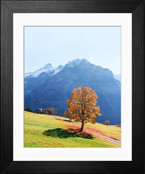Framed Print : Picturesque autumn landscape with orange tree, green meadow and blue mountains in Grindelwald village in Swiss Alps Framed Print : Picturesque autumn landscape with orange tree, green meadow and blue mountains in Grindelwald village in Swiss Alps