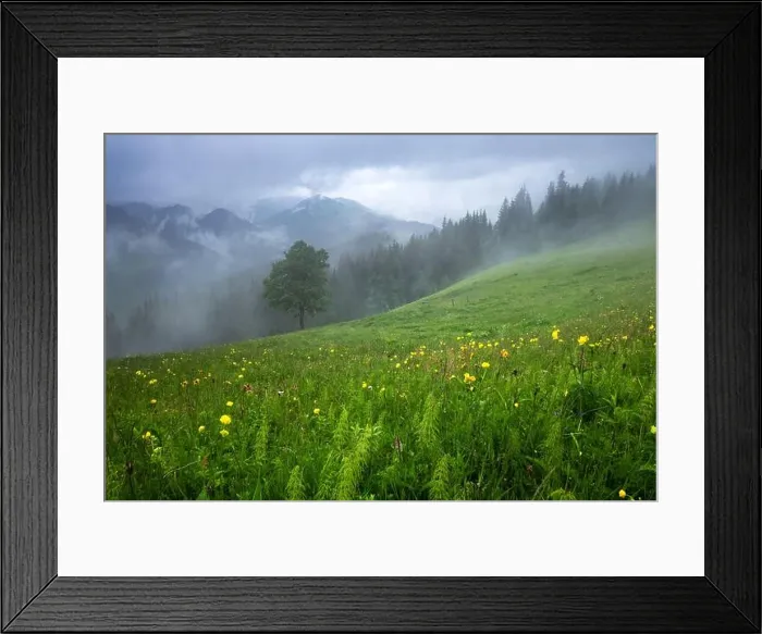 Framed Print : Alone tree in the fog. Beautiful Carpathian mountains in summer time, Ukraine, Europe Framed Print : Alone tree in the fog. Beautiful Carpathian mountains in summer time, Ukraine, Europe