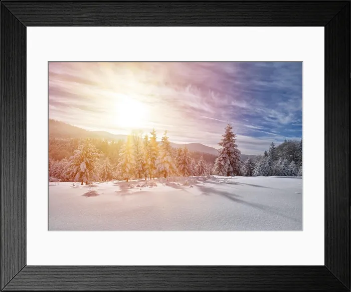 Framed Print : Majestic white spruces glowing by sunlight. Picturesque and gorgeous wintry scene Framed Print : Majestic white spruces glowing by sunlight. Picturesque and gorgeous wintry scene