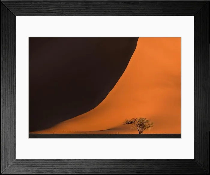 Framed Print : A lone camelthorn tree stands in front of a large red sand dune in Sossusvlei, Namibia