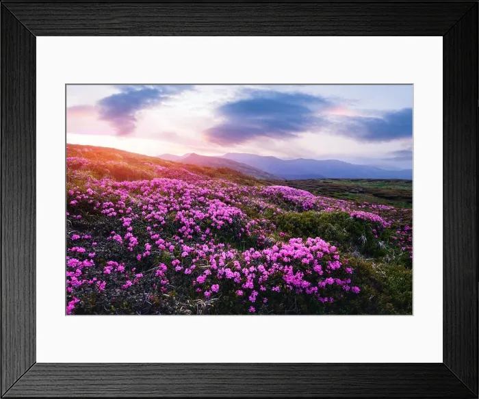 Framed Print : Magic pink rhododendron flowers on summer mountain. Dramatic sky and colorful sunset. Chornohora ridge, Carpathians, Ukraine, Europe Framed Print : Magic pink rhododendron flowers on summer mountain. Dramatic sky and colorful sunset. Chornohora ridge, Carpathians, Ukraine, Europe