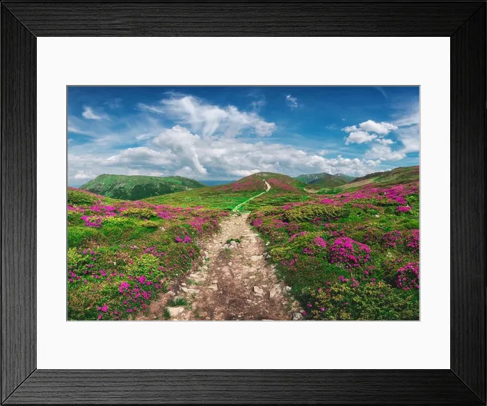 Framed Print : Magic pink rhododendron flowers on summer mountain. Blue sky and fluffy clouds. Chornohora ridge, Carpathians, Ukraine, Europe Framed Print : Magic pink rhododendron flowers on summer mountain. Blue sky and fluffy clouds. Chornohora ridge, Carpathians, Ukraine, Europe