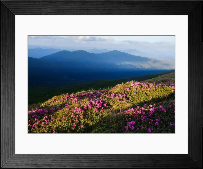 Framed Print : Magic pink rhododendron flowers on summer mountain. Dramatic sky and colorful sunset. Chornohora ridge, Carpathians, Ukraine, Europe