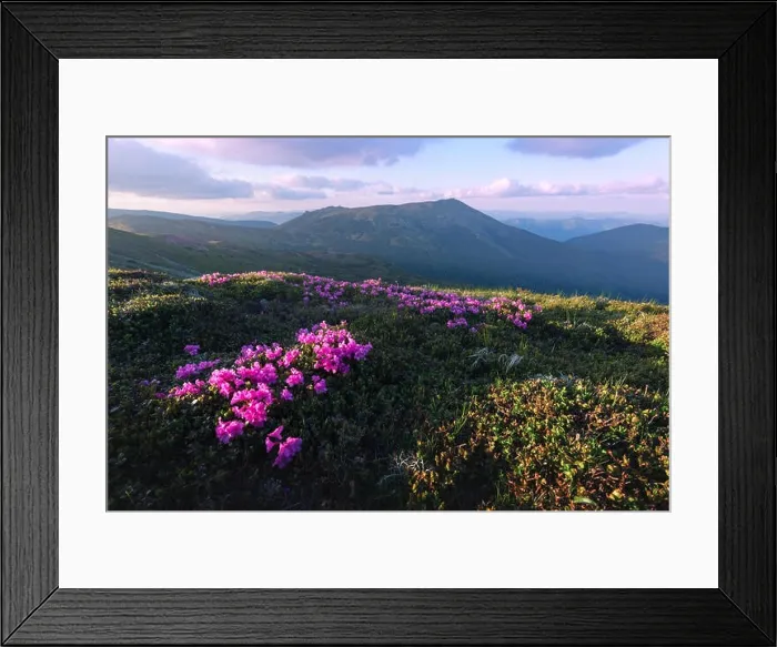 Framed Print : Magic pink rhododendron flowers on summer mountain. Dramatic sky and colorful sunset. Chornohora ridge, Carpathians, Ukraine, Europe Framed Print : Magic pink rhododendron flowers on summer mountain. Dramatic sky and colorful sunset. Chornohora ridge, Carpathians, Ukraine, Europe