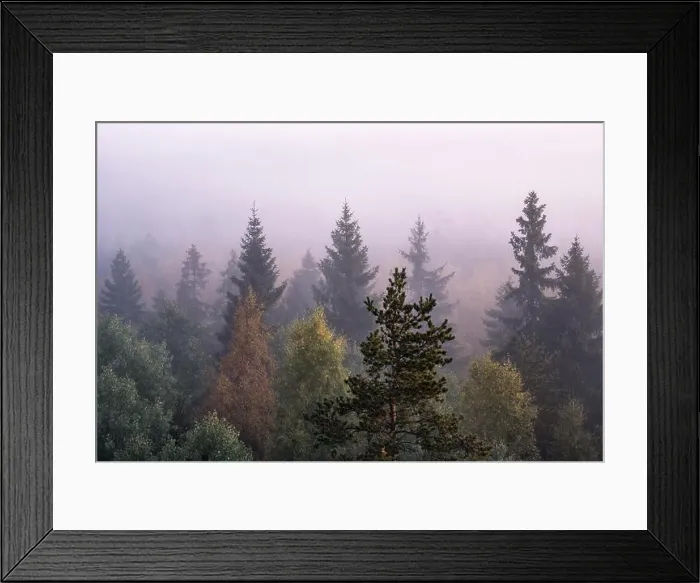Framed Print : Morning fog and sunrise in Torronsuo National Park, Finland Framed Print : Morning fog and sunrise in Torronsuo National Park, Finland