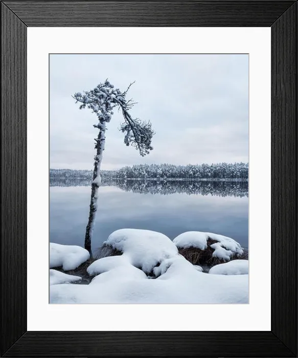 Framed Print : Scenic landscape with tree trunk and lake at winter evening in Finland Framed Print : Scenic landscape with tree trunk and lake at winter evening in Finland