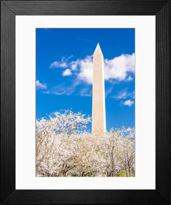 Framed Print : Washington DC, USA in spring season with cherry blossoms Framed Print : Washington DC, USA in spring season with cherry blossoms
