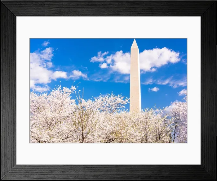 Framed Print : Washington DC, USA in spring season with cherry blossoms Framed Print : Washington DC, USA in spring season with cherry blossoms
