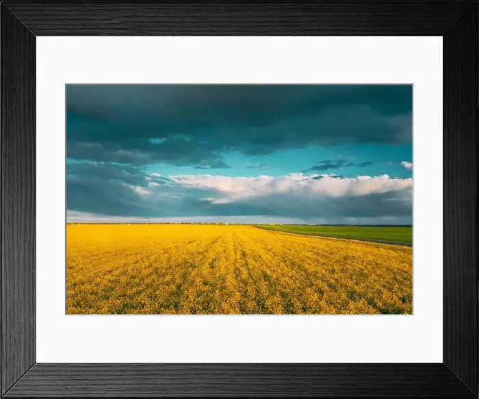 Framed Print : Aerial View Of Agricultural Landscape With Flowering Blooming Oilseed Field. Spring Season. Blossom Canola Yellow Flowers. Rainy Clouds Above Framed Print : Aerial View Of Agricultural Landscape With Flowering Blooming Oilseed Field. Spring Season. Blossom Canola Yellow Flowers. Rainy Clouds Above