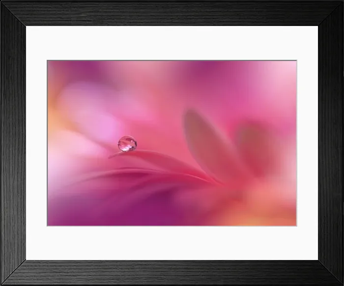 Framed Print : Beautiful Nature Background.Floral Art Design.Abstract Macro Photography.Violet Daisy Flower.Pink Background.Creative Artistic Wallpaper.Water Drops Framed Print : Beautiful Nature Background.Floral Art Design.Abstract Macro Photography.Violet Daisy Flower.Pink Background.Creative Artistic Wallpaper.Water Drops