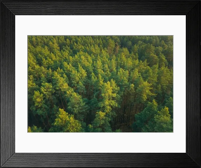 Framed Print : Aerial View Of Green Pine Coniferous Forest In Landscape In Spring. Top View From Attitude. Drone View Of European Woods At Springtime Framed Print : Aerial View Of Green Pine Coniferous Forest In Landscape In Spring. Top View From Attitude. Drone View Of European Woods At Springtime