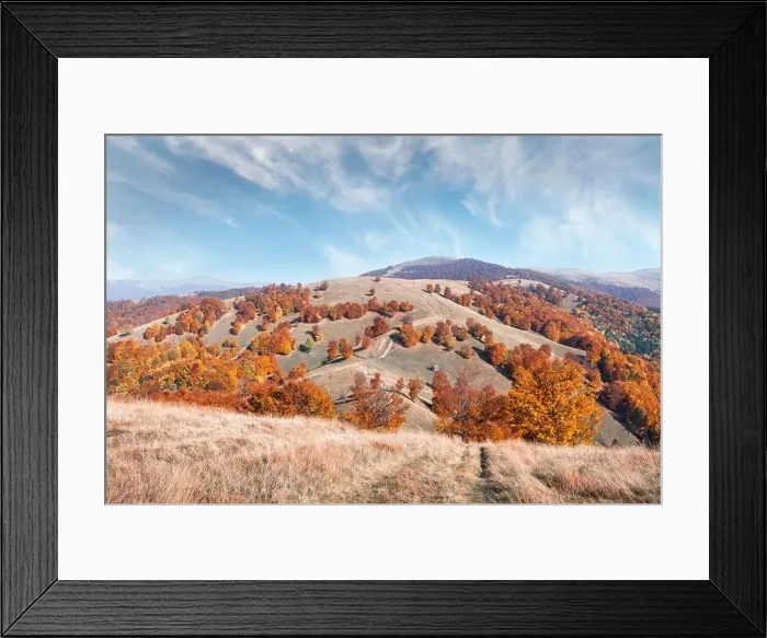 Framed Print : Picturesque autumn mountains with red beech forest in the Carpathian mountains, Ukraine. Landscape photography Framed Print : Picturesque autumn mountains with red beech forest in the Carpathian mountains, Ukraine. Landscape photography