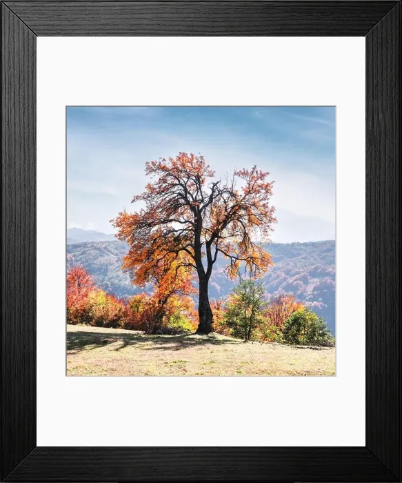 Framed Print : Majestic tree with orange leaves at autumn mountain valley. Dramatic colorful scene. Carpathian mountains, Ukraine. Landscape photography