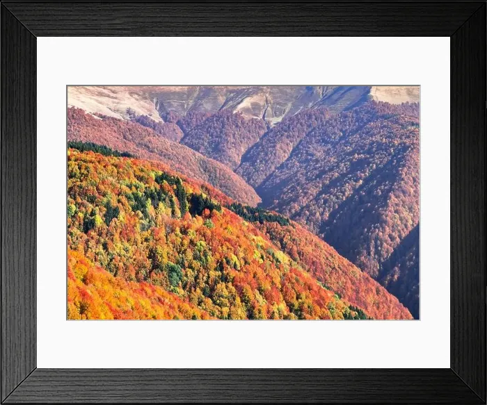 Framed Print : Picturesque autumn mountain ranges covered with red beech forest in the Carpathians, Ukraine. Landscape photography Framed Print : Picturesque autumn mountain ranges covered with red beech forest in the Carpathians, Ukraine. Landscape photography