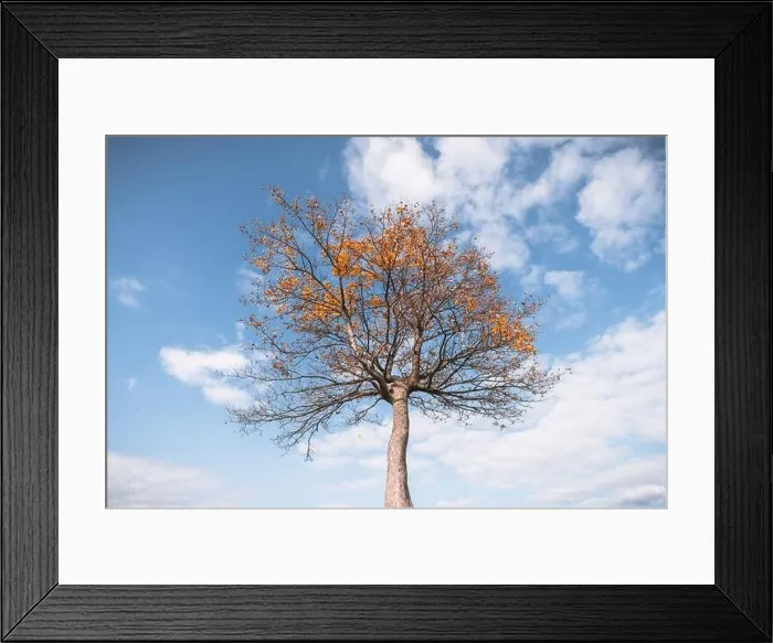 Framed Print : Majestic tree with orange sunny beams at autumn mountain valley. Dramatic colorful evening scene. Carpathian mountains, Ukraine. Landscape photography Framed Print : Majestic tree with orange sunny beams at autumn mountain valley. Dramatic colorful evening scene. Carpathian mountains, Ukraine. Landscape photography