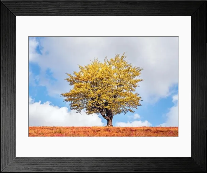 Framed Print : Majestic tree with yellow leaves at autumn mountain valley. Dramatic colorful scene. Carpathian mountains, Ukraine. Landscape photography Framed Print : Majestic tree with yellow leaves at autumn mountain valley. Dramatic colorful scene. Carpathian mountains, Ukraine. Landscape photography