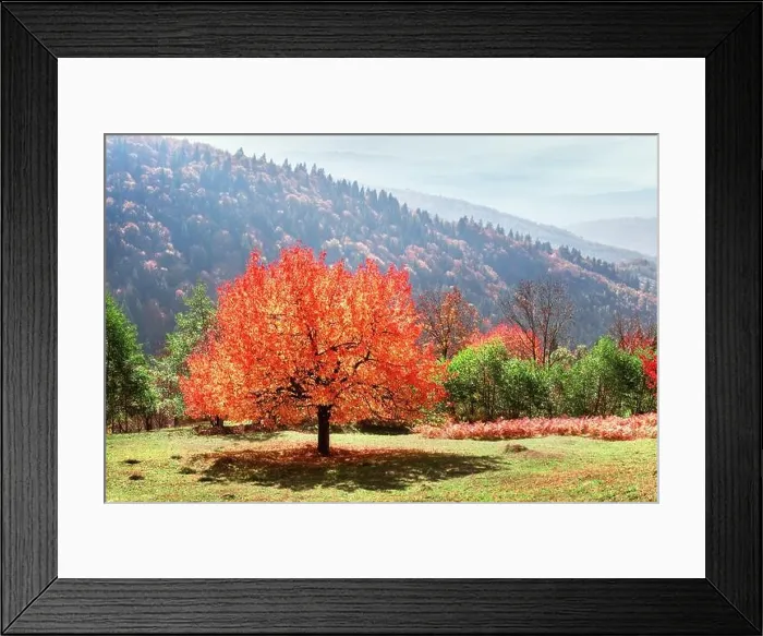Framed Print : Majestic tree with orange leaves at autumn mountain valley. Dramatic colorful scene. Carpathian mountains, Ukraine. Landscape photography Framed Print : Majestic tree with orange leaves at autumn mountain valley. Dramatic colorful scene. Carpathian mountains, Ukraine. Landscape photography