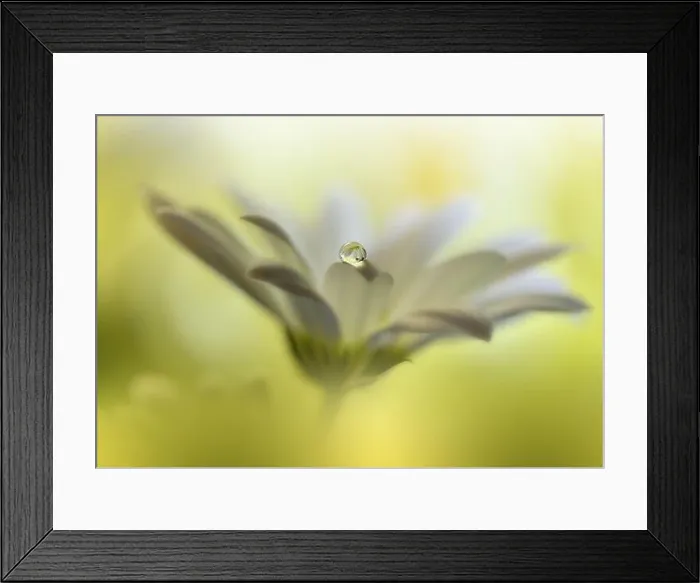 Framed Print : Beautiful Macro Photo.Colorful Flowers.Art Design.Magic Light.Close up Photography.Conceptual Abstract Image.Yellow and Green Background.Water Drop Framed Print : Beautiful Macro Photo.Colorful Flowers.Art Design.Magic Light.Close up Photography.Conceptual Abstract Image.Yellow and Green Background.Water Drop