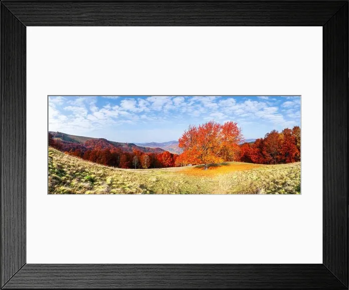 Framed Print : Panorama of picturesque autumn mountains with red cherry tree and orange beech forest in the foreground. Landscape photography Framed Print : Panorama of picturesque autumn mountains with red cherry tree and orange beech forest in the foreground. Landscape photography