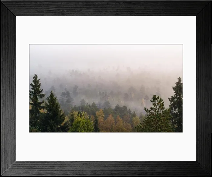 Framed Print : Morning fog and woodland landscape in Torronsuo National Park, Finland Framed Print : Morning fog and woodland landscape in Torronsuo National Park, Finland