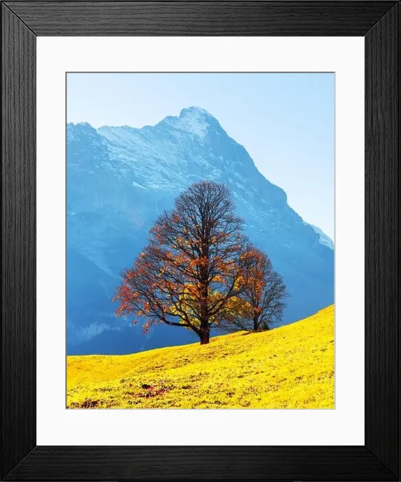 Framed Print : Picturesque autumn landscape with orange tree, green meadow and blue mountains in Grindelwald village in Swiss Alps Framed Print : Picturesque autumn landscape with orange tree, green meadow and blue mountains in Grindelwald village in Swiss Alps