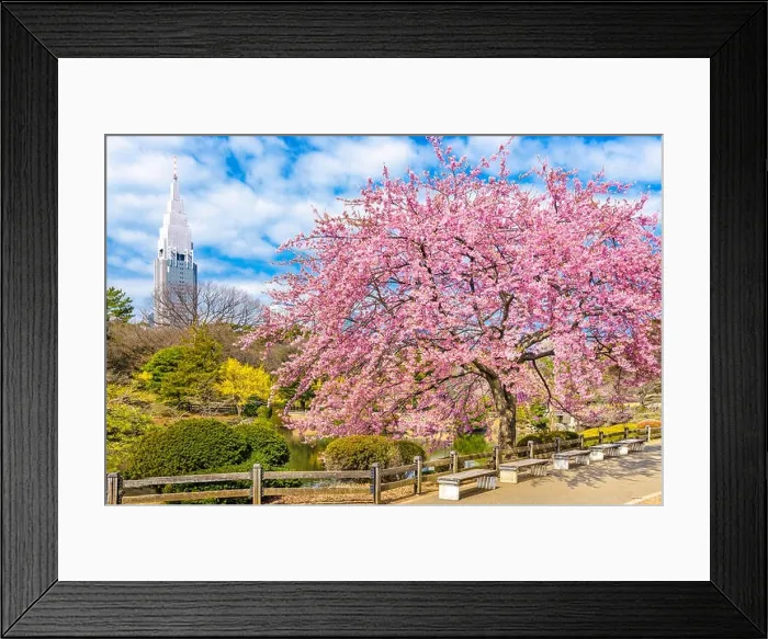 Framed Print : Shinjuku, Japan gardens in the spring seaso Framed Print : Shinjuku, Japan gardens in the spring seaso
