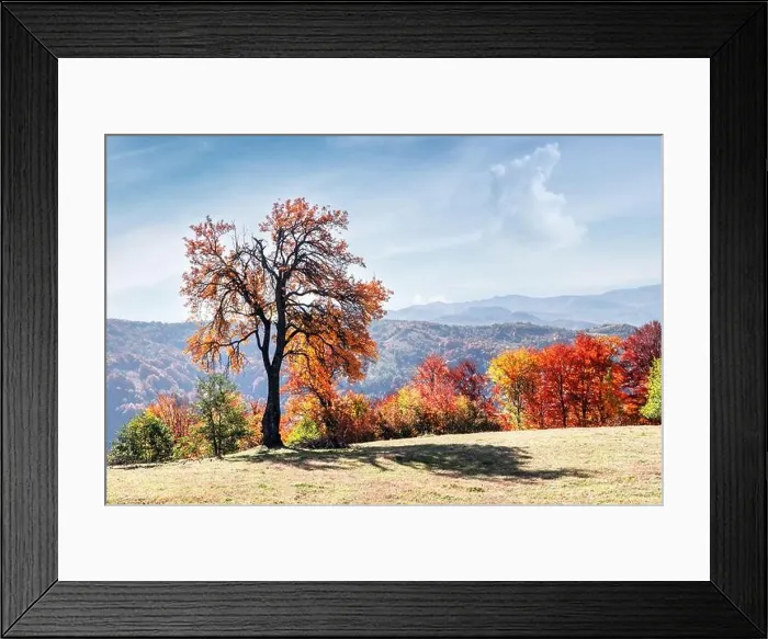 Framed Print : Majestic tree with orange leaves at autumn mountain valley. Dramatic colorful scene. Carpathian mountains, Ukraine. Landscape photography Framed Print : Majestic tree with orange leaves at autumn mountain valley. Dramatic colorful scene. Carpathian mountains, Ukraine. Landscape photography
