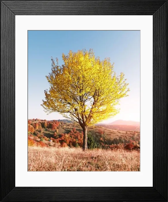 Framed Print : Majestic tree with yellow leaves at autumn mountain valley. Dramatic colorful scene. Carpathian mountains, Ukraine. Landscape photography