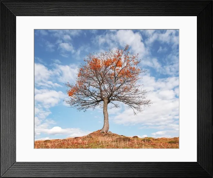 Framed Print : Majestic tree with orange sunny beams at autumn mountain valley. Dramatic colorful evening scene. Carpathian mountains, Ukraine. Landscape photography Framed Print : Majestic tree with orange sunny beams at autumn mountain valley. Dramatic colorful evening scene. Carpathian mountains, Ukraine. Landscape photography