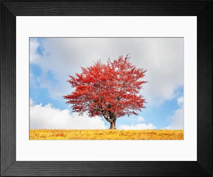 Framed Print : Majestic tree with orange leaves at autumn mountain valley. Dramatic colorful scene. Carpathian mountains, Ukraine. Landscape photography Framed Print : Majestic tree with orange leaves at autumn mountain valley. Dramatic colorful scene. Carpathian mountains, Ukraine. Landscape photography