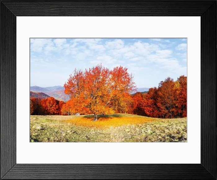 Framed Print : Panorama of picturesque autumn mountains with red beech forest in the foreground. Landscape photography Framed Print : Panorama of picturesque autumn mountains with red beech forest in the foreground. Landscape photography