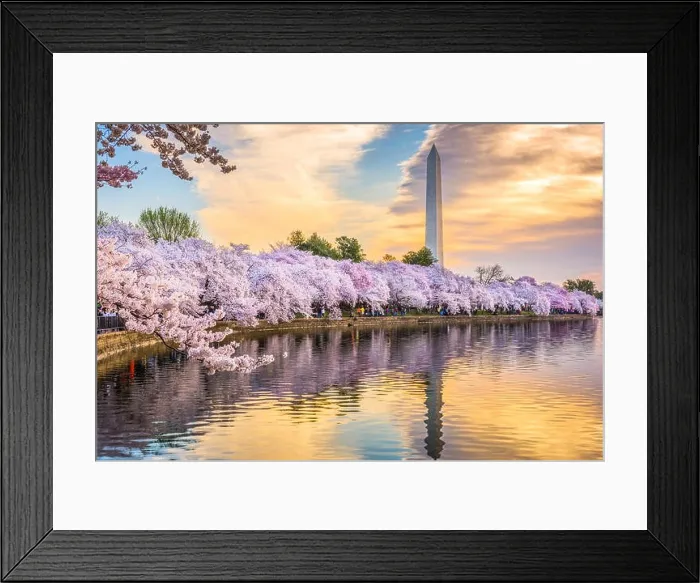 Framed Print : Washington DC, USA at the tidal basin with Washington Monument in spring season Framed Print : Washington DC, USA at the tidal basin with Washington Monument in spring season