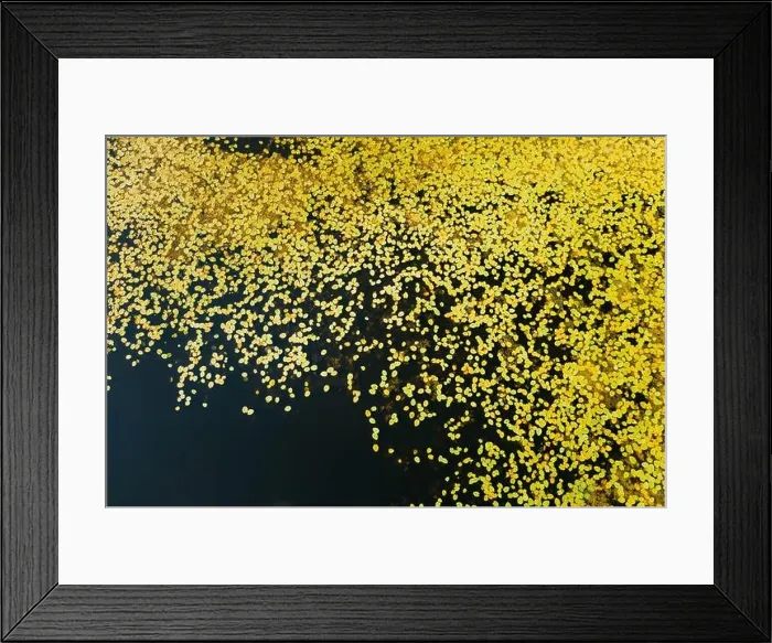 Framed Print : Top View Of Small Leaves Of Young Lilies On Surface Of River Lake Bog Framed Print : Top View Of Small Leaves Of Young Lilies On Surface Of River Lake Bog