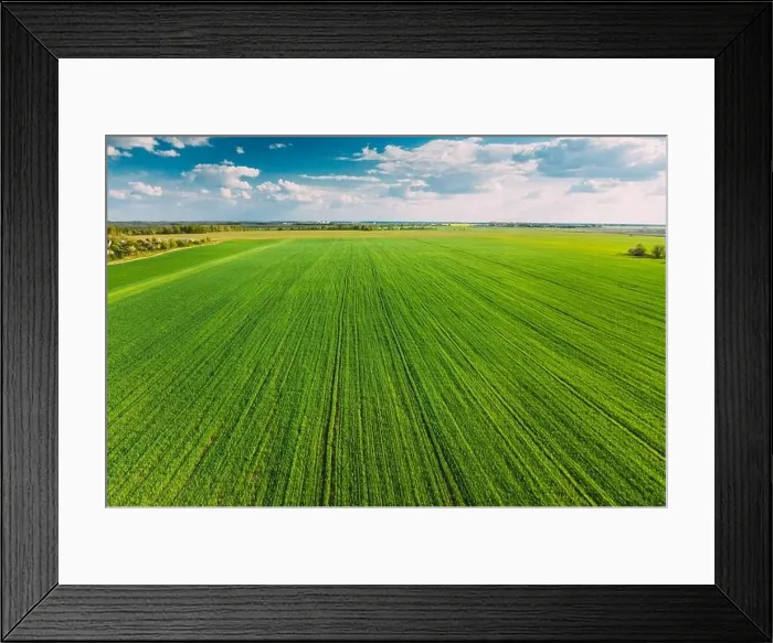 Framed Print : Countryside Rural Green Field Landscape With Young Wheat Sprouts In Spring Summer Cloudy Day. Agricultural Field. Young Wheat Shoots. Aerial View Framed Print : Countryside Rural Green Field Landscape With Young Wheat Sprouts In Spring Summer Cloudy Day. Agricultural Field. Young Wheat Shoots. Aerial View