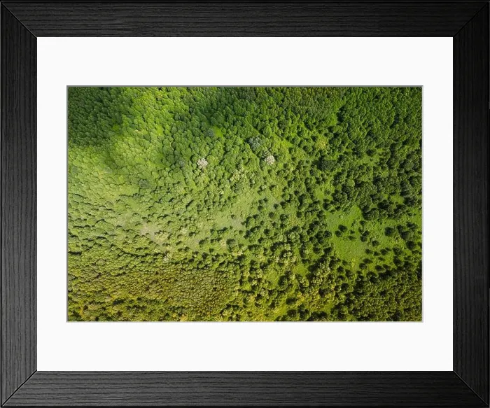 Framed Print : Aerial View Of Green Deciduous Forest In Landscape In Summer Day. Top View From Attitude. Drone View Of European Woods At Summer Framed Print : Aerial View Of Green Deciduous Forest In Landscape In Summer Day. Top View From Attitude. Drone View Of European Woods At Summer