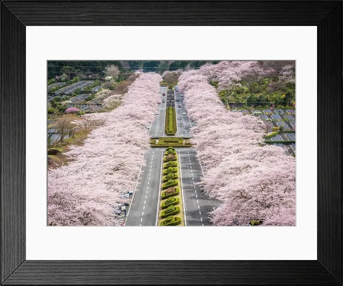 Framed Print : Fuji Reien Cemetery, Shizuoka, Japan in spring Framed Print : Fuji Reien Cemetery, Shizuoka, Japan in spring